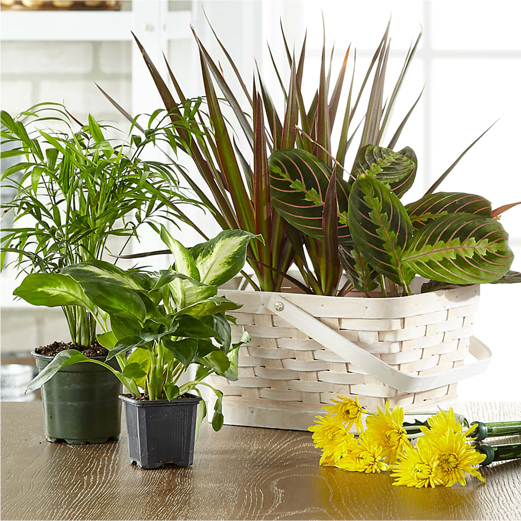 Florist Designed Blooming and Green Plants in a Basket – Nextdayflowers.net, Tontitown AR