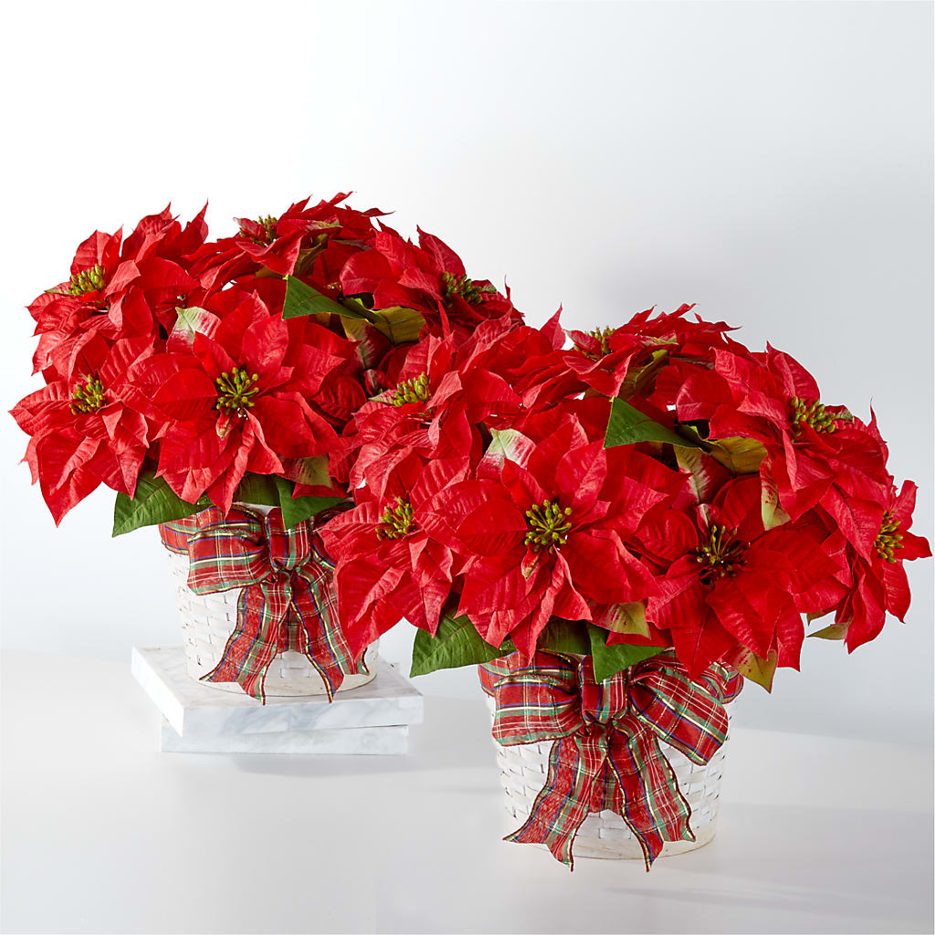 Happiest Holidays Poinsettia Bundle – Nextdayflowers.net, Tontitown AR