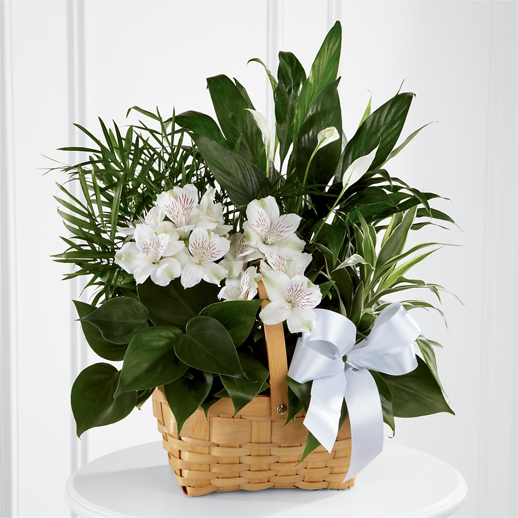 Peace & Serenity Dishgarden – Nextdayflowers.net, Tontitown AR