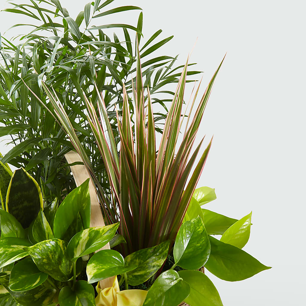 French Garden – Nextdayflowers.net, Tontitown AR