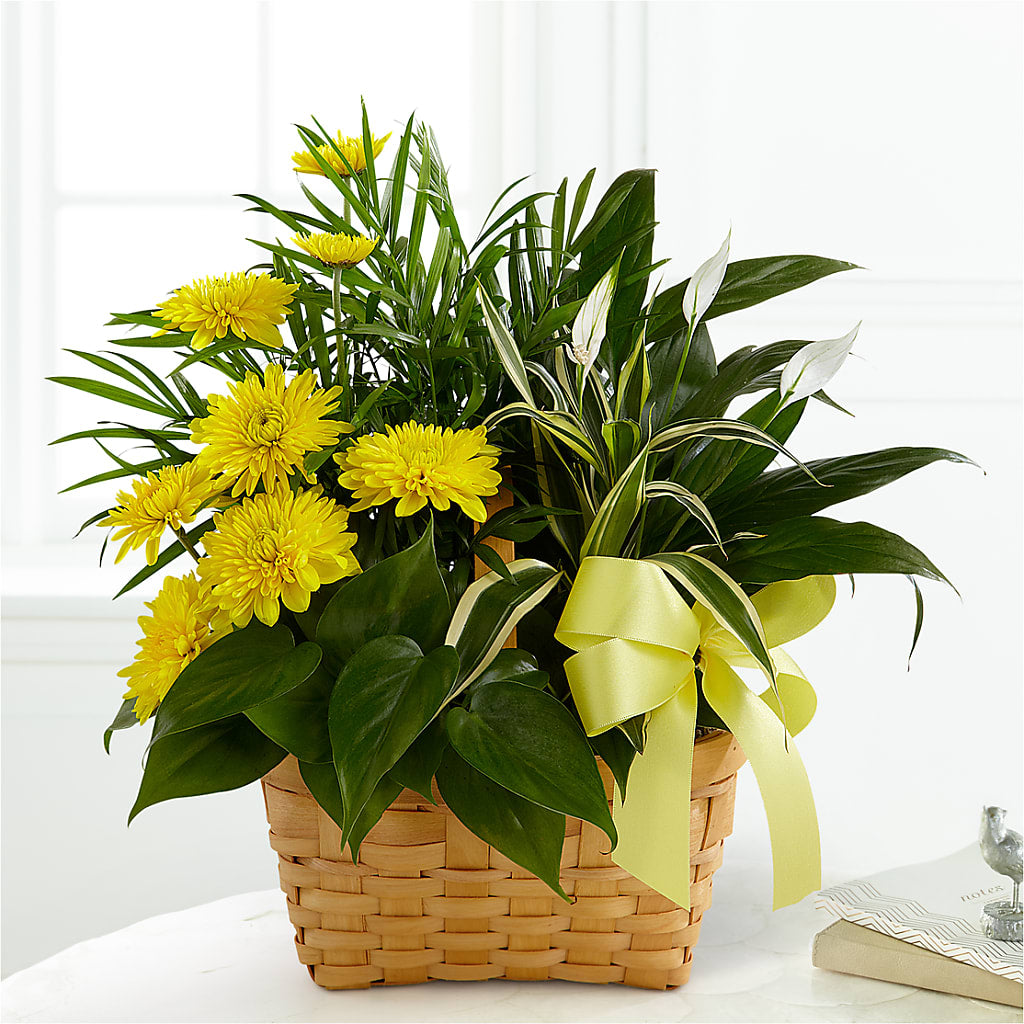 Loving Light Dishgarden – Nextdayflowers.net, Tontitown AR