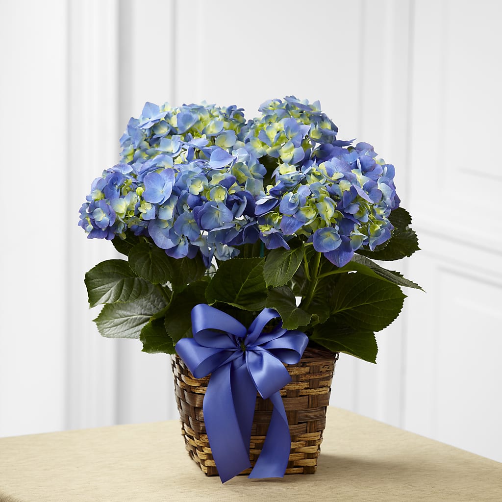 Blue Hydrangea Planter – Nextdayflowers.net, Tontitown AR