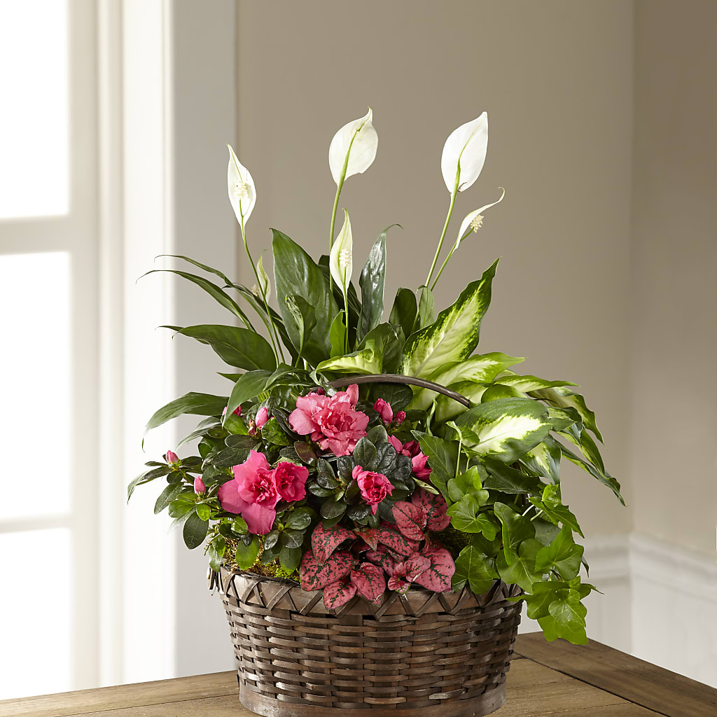 Dream in Pink Dishgarden – Nextdayflowers.net, Tontitown AR