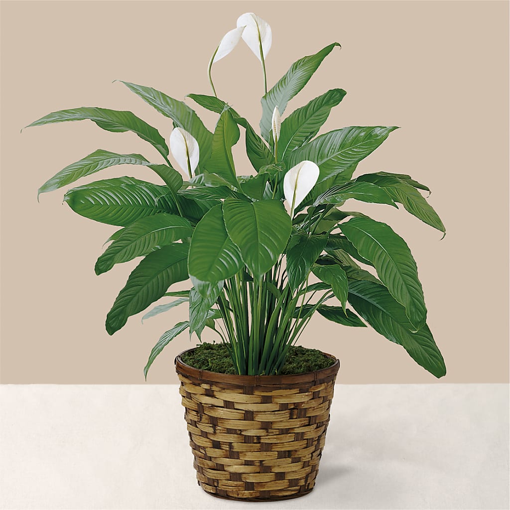 Tranquil Moments Peace Lily Plant – Nextdayflowers.net, Tontitown AR