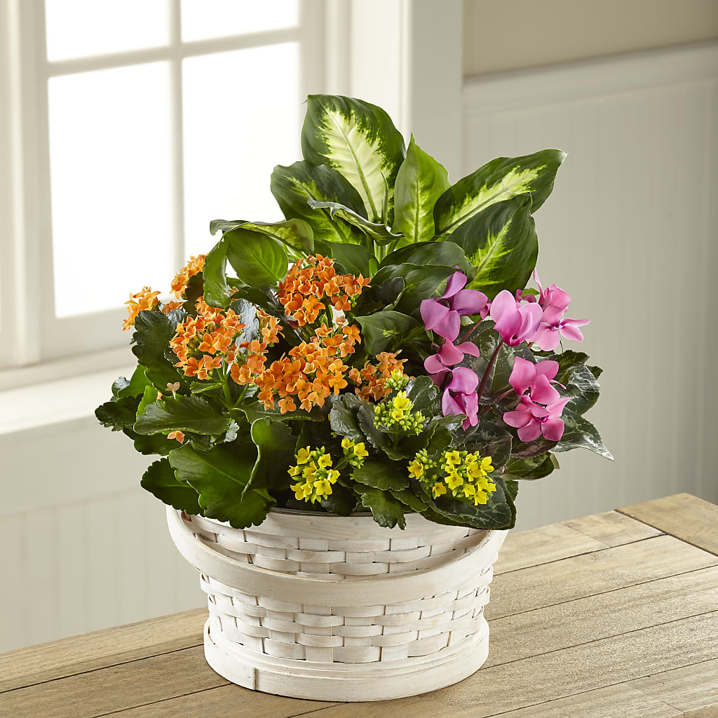 Color Crush Dishgarden – Nextdayflowers.net, Tontitown AR