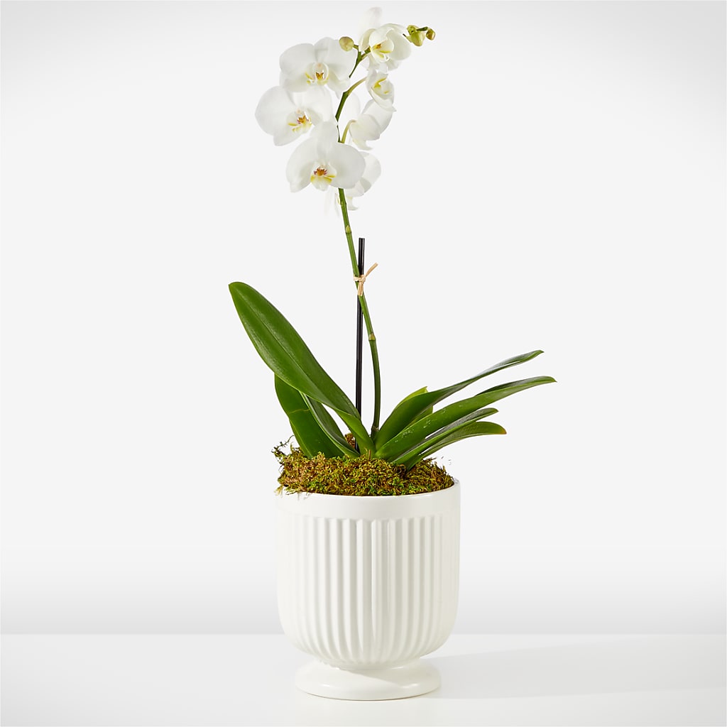 Whispering White Orchid – Nextdayflowers.net, Tontitown AR