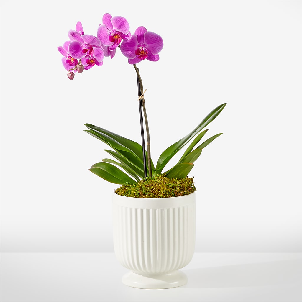 Friendly Fuchsia Orchid – Nextdayflowers.net, Tontitown AR