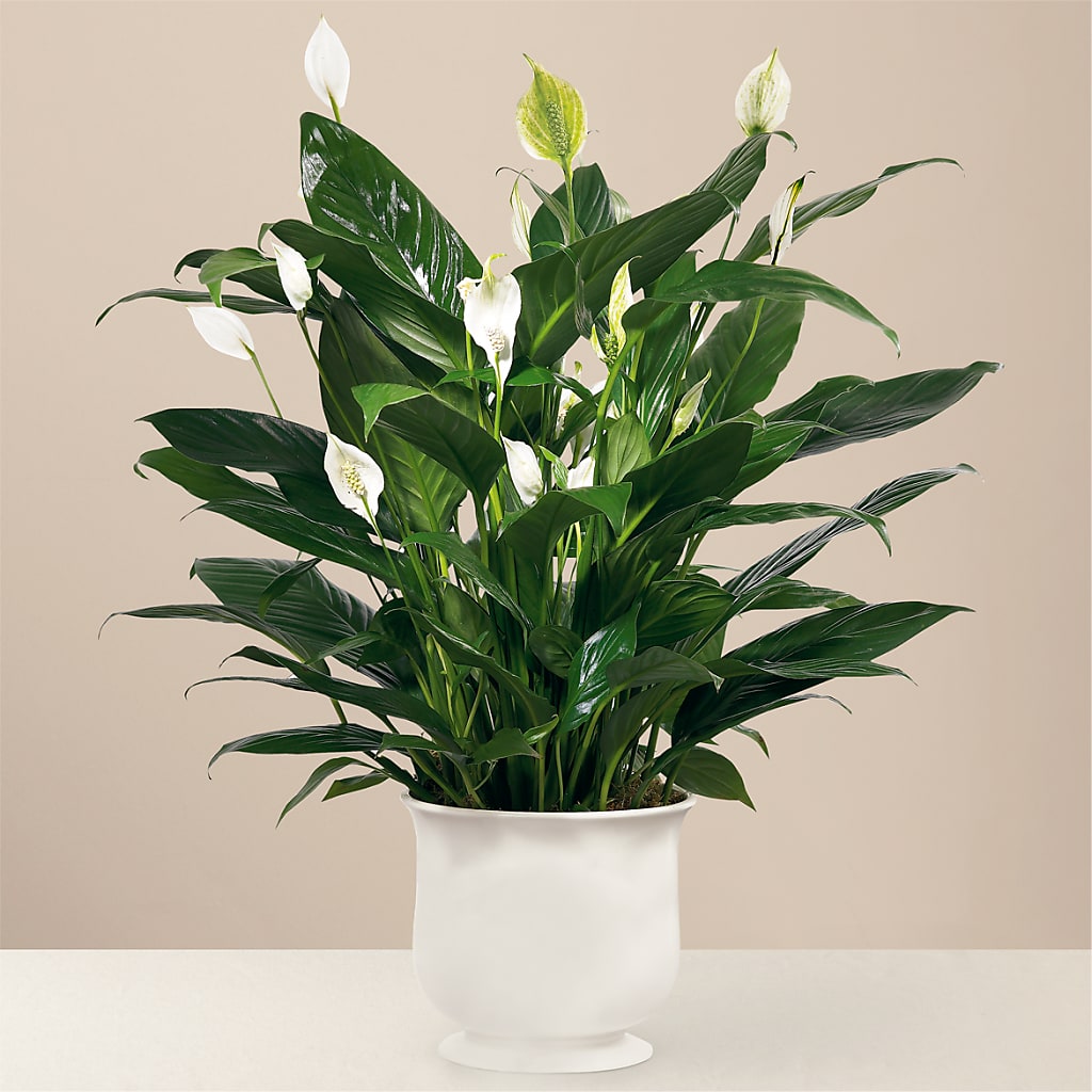 Comfort Planter – Nextdayflowers.net, Tontitown AR