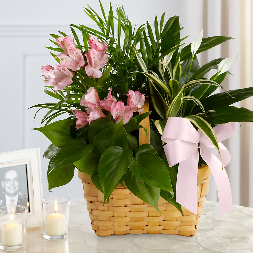 Living Spirit Dishgarden – Nextdayflowers.net, Tontitown AR