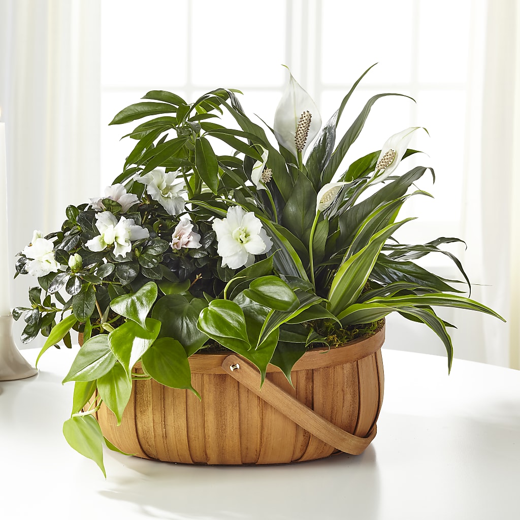 Serene Dishgarden – Nextdayflowers.net, Tontitown AR