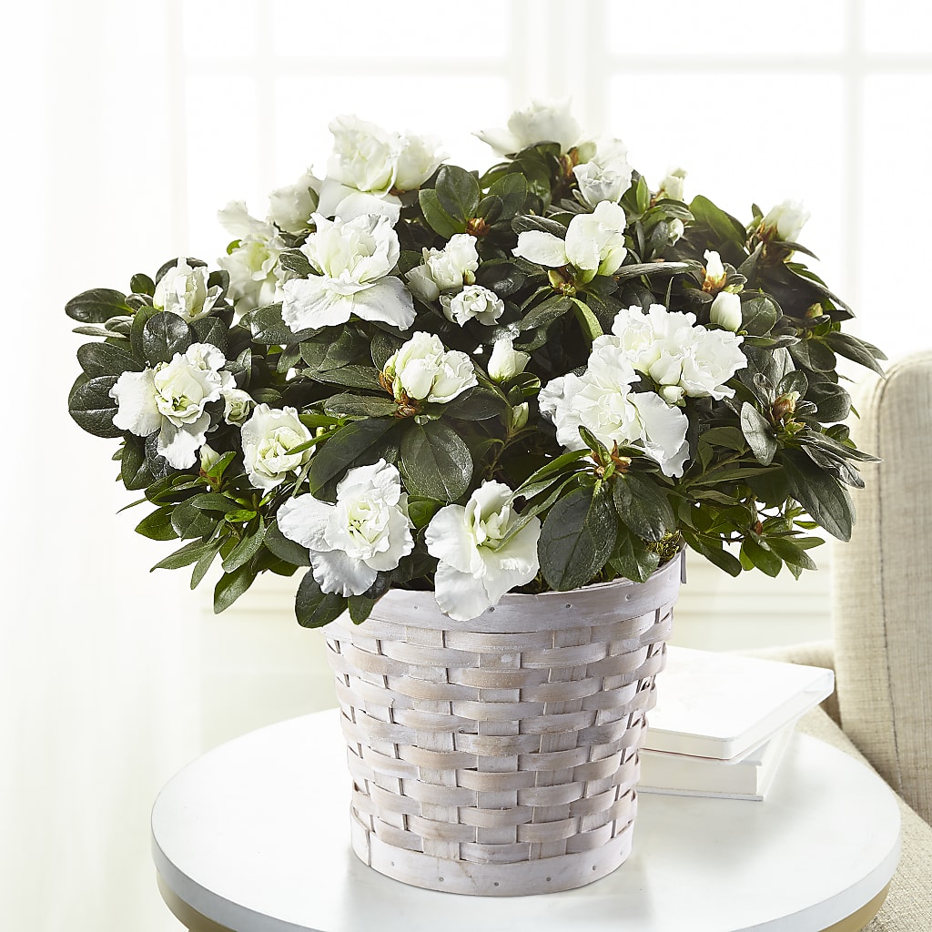 White Azalea Plant – Nextdayflowers.net, Tontitown AR