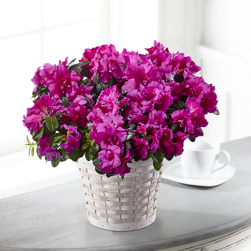 Hope & Serenity Azalea Plant – Nextdayflowers.net, Tontitown AR