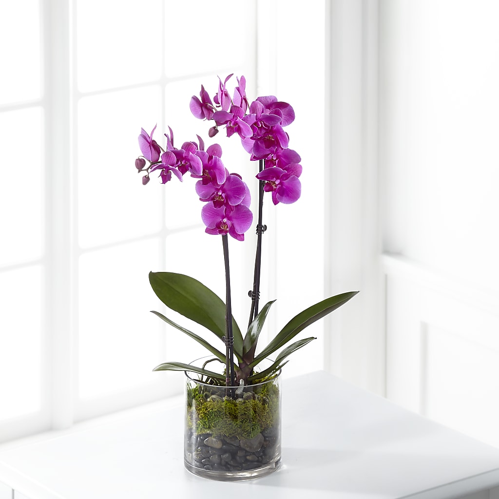 Pink Orchid Plant – Nextdayflowers.net, Tontitown AR