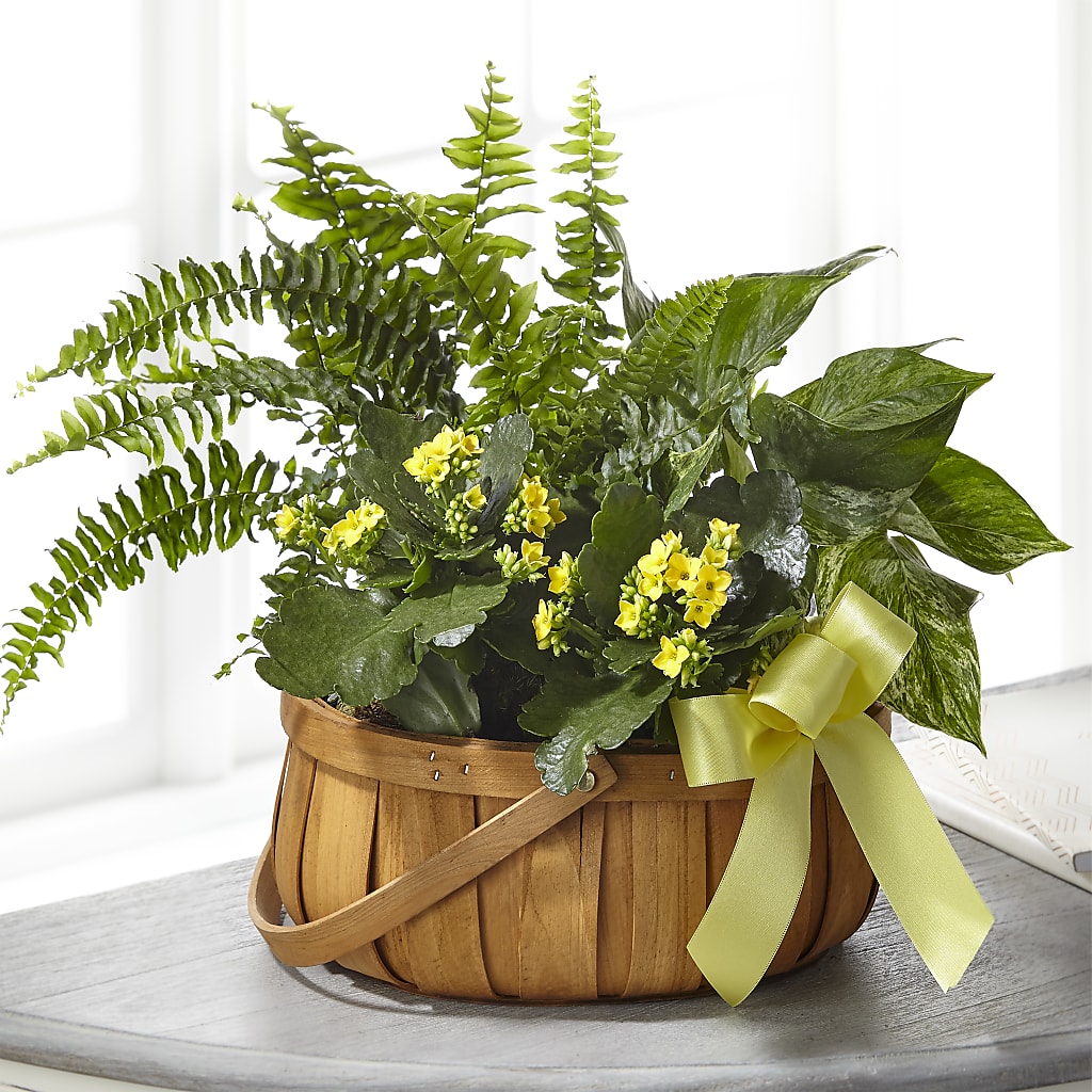 Always Dear Dishgarden – Nextdayflowers.net, Tontitown AR