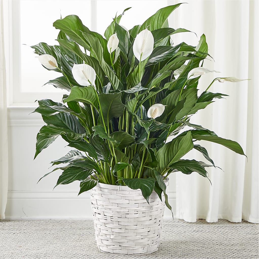 A New Leaf Peace Lily – Nextdayflowers.net, Tontitown AR
