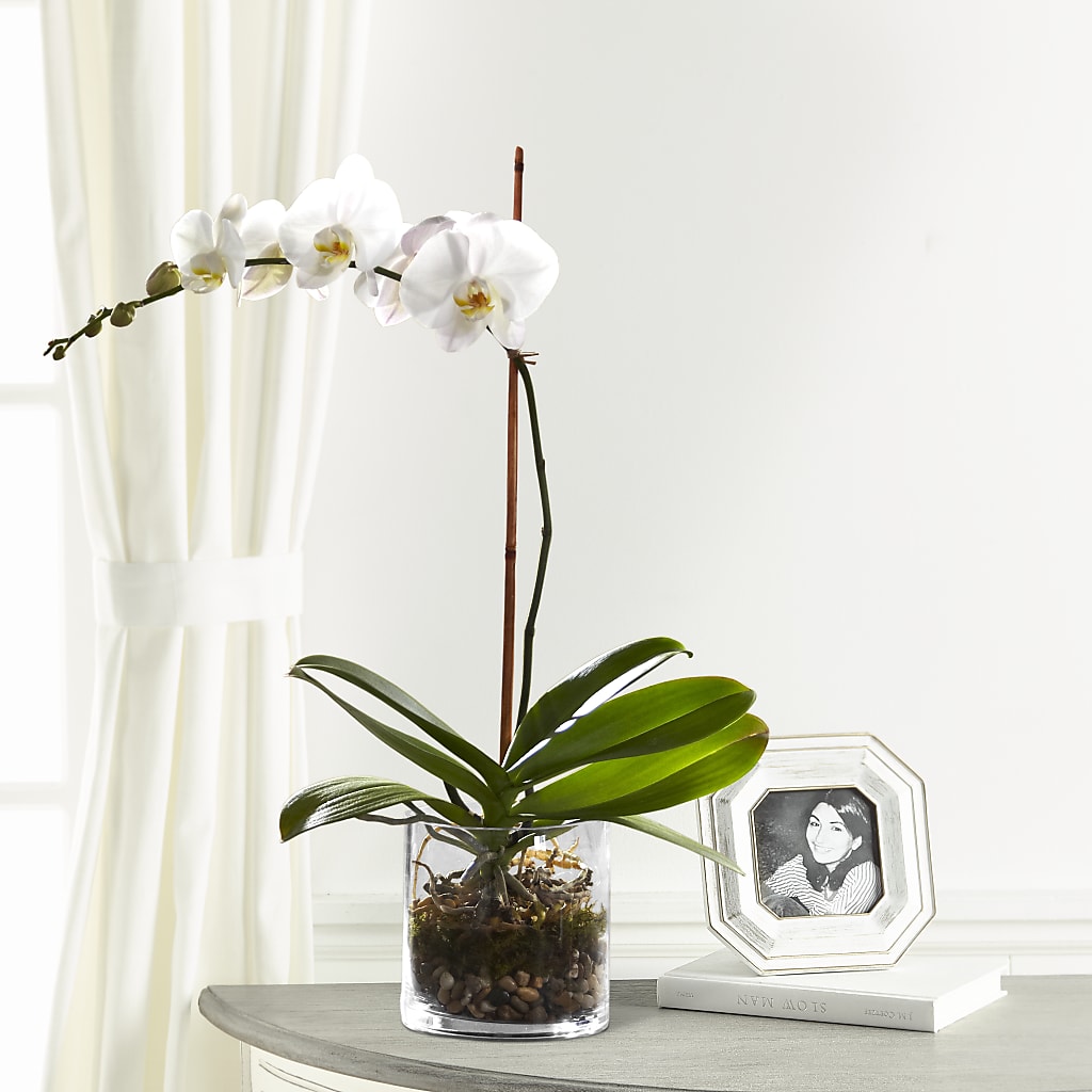 White Orchid Planter – Nextdayflowers.net, Tontitown AR