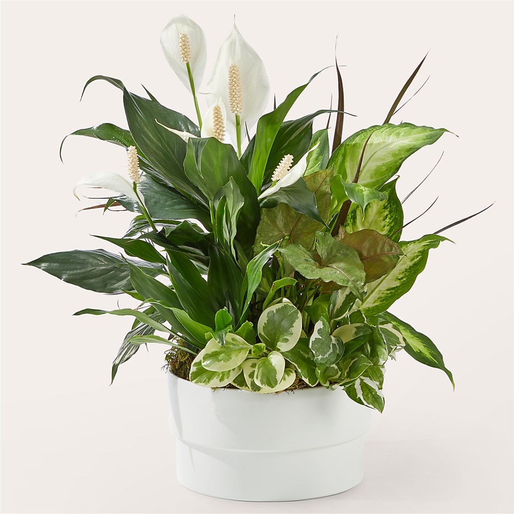 Radiating Positivity Dishgarden – Nextdayflowers.net, Tontitown AR