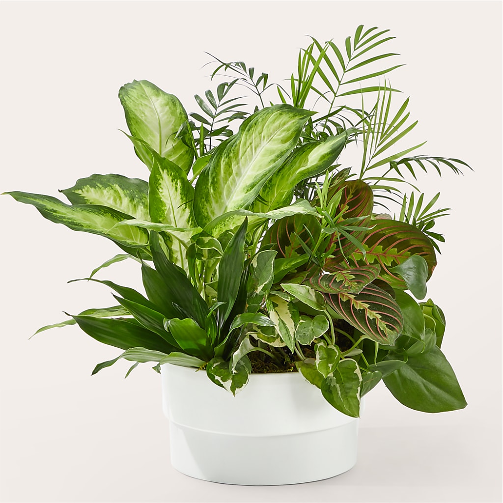 Radiating Positivity Dishgarden – Nextdayflowers.net, Tontitown AR