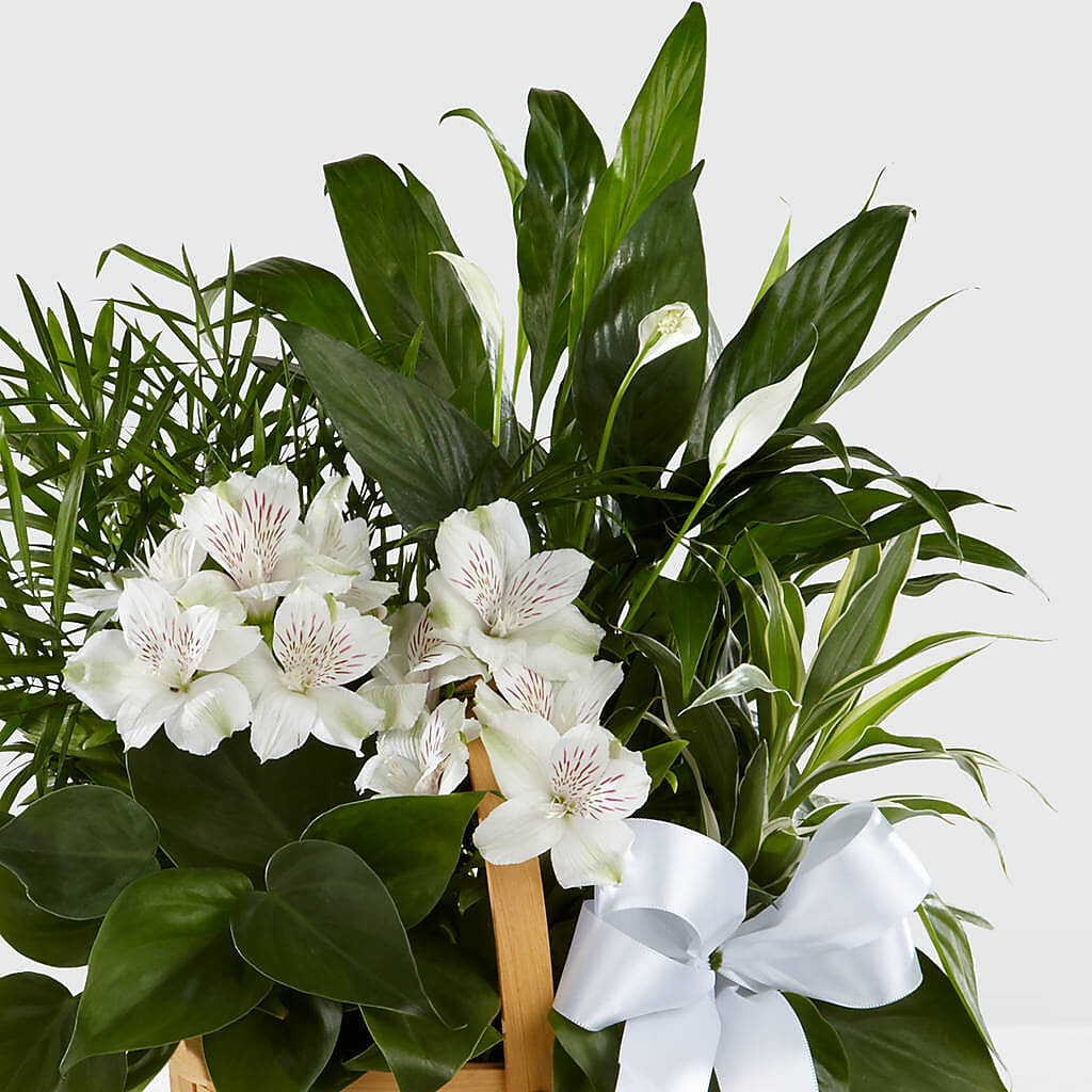 Peace & Serenity Dishgarden –  Nextdayflowers.net, Tontitown AR