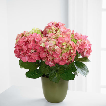 Pink Hydrangea Planter –  Nextdayflowers.net, Tontitown AR