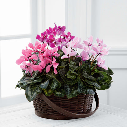 Mixed Cyclamen Planter –  Nextdayflowers.net, Tontitown AR