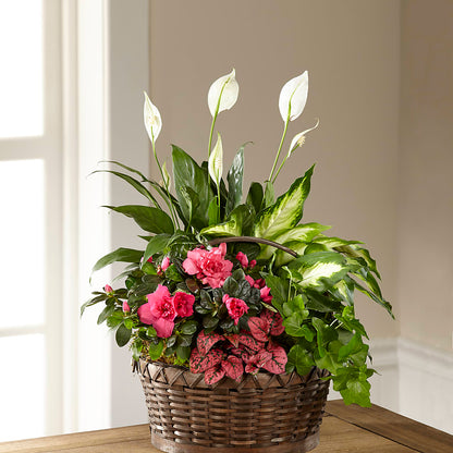 Dream in Pink Dishgarden –  Nextdayflowers.net, Tontitown AR