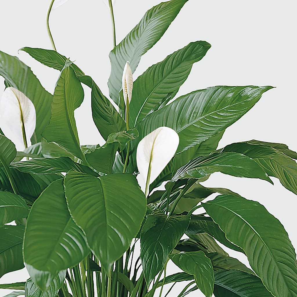 Tranquil Moments Peace Lily Plant –  Nextdayflowers.net, Tontitown AR