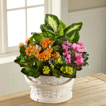 Color Crush Dishgarden –  Nextdayflowers.net, Tontitown AR