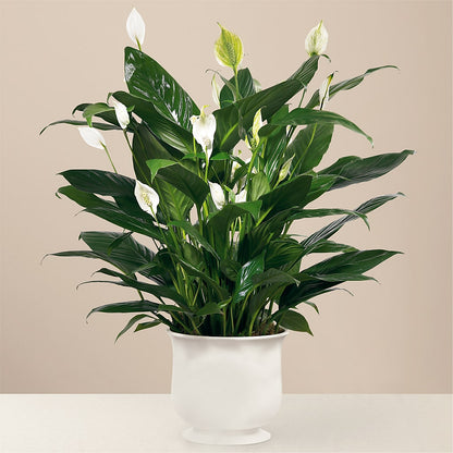 Comfort Planter –  Nextdayflowers.net, Tontitown AR