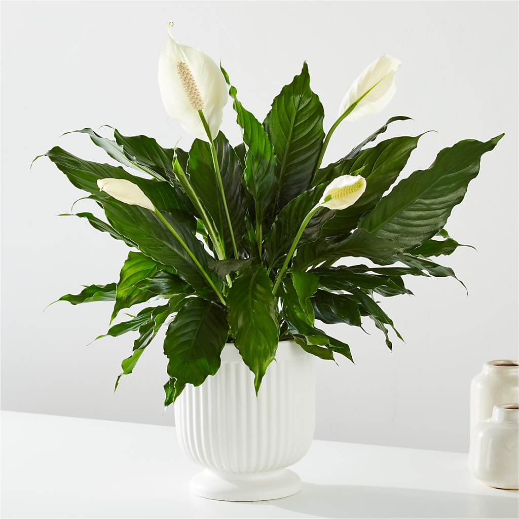 Comfort Planter –  Nextdayflowers.net, Tontitown AR