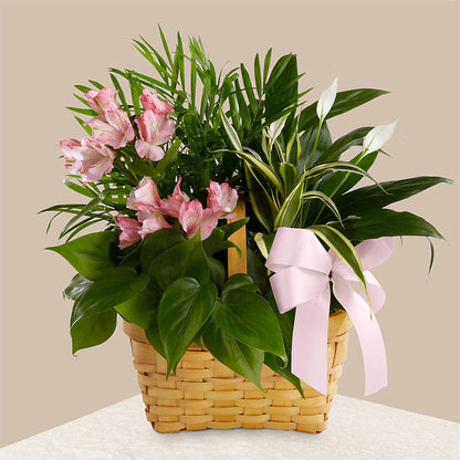 Living Spirit Dishgarden –  Nextdayflowers.net, Tontitown AR