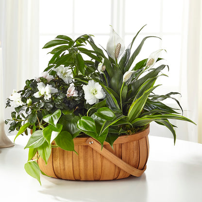 Serene Dishgarden –  Nextdayflowers.net, Tontitown AR