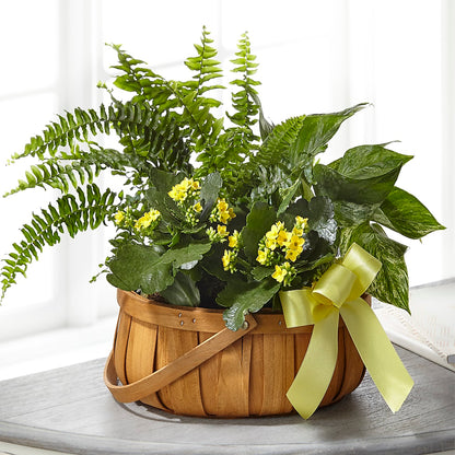Always Dear Dishgarden –  Nextdayflowers.net, Tontitown AR