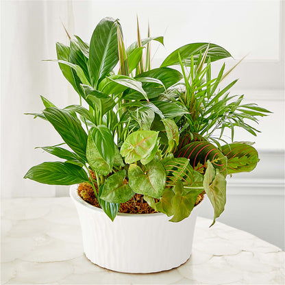 Balance & Harmony Dishgarden –  Nextdayflowers.net, Tontitown AR