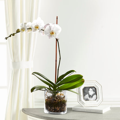 White Orchid Planter –  Nextdayflowers.net, Tontitown AR
