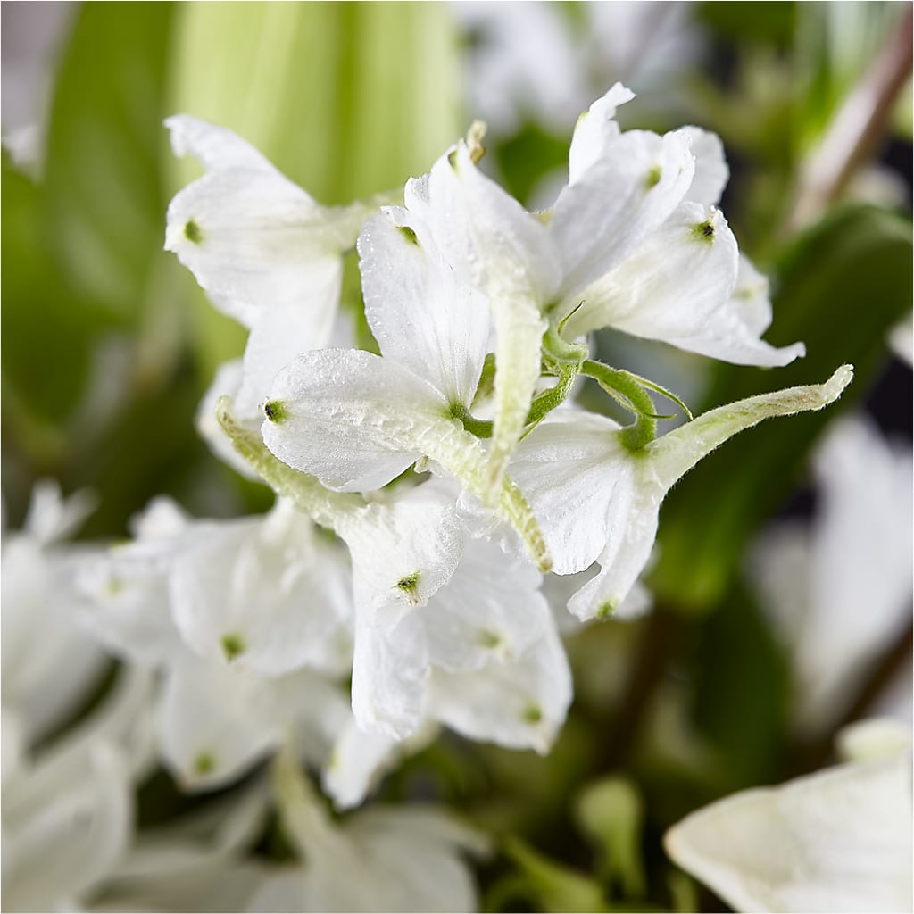 Classic Ivory – A Florist Original –  Nextdayflowers.net, Tontitown AR